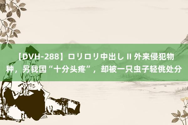 【DVH-288】ロリロリ中出し II 外来侵犯物种，另我国“十分头疼”，却被一只虫子轻佻处分