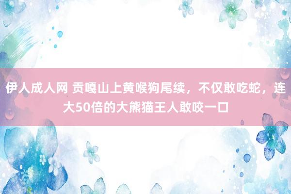 伊人成人网 贡嘎山上黄喉狗尾续，不仅敢吃蛇，连大50倍的大熊猫王人敢咬一口