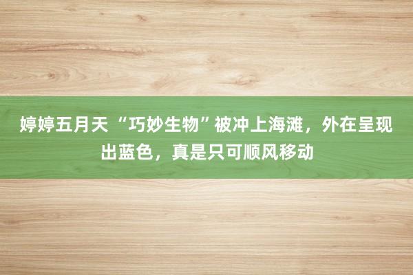 婷婷五月天 “巧妙生物”被冲上海滩，外在呈现出蓝色，真是只可顺风移动